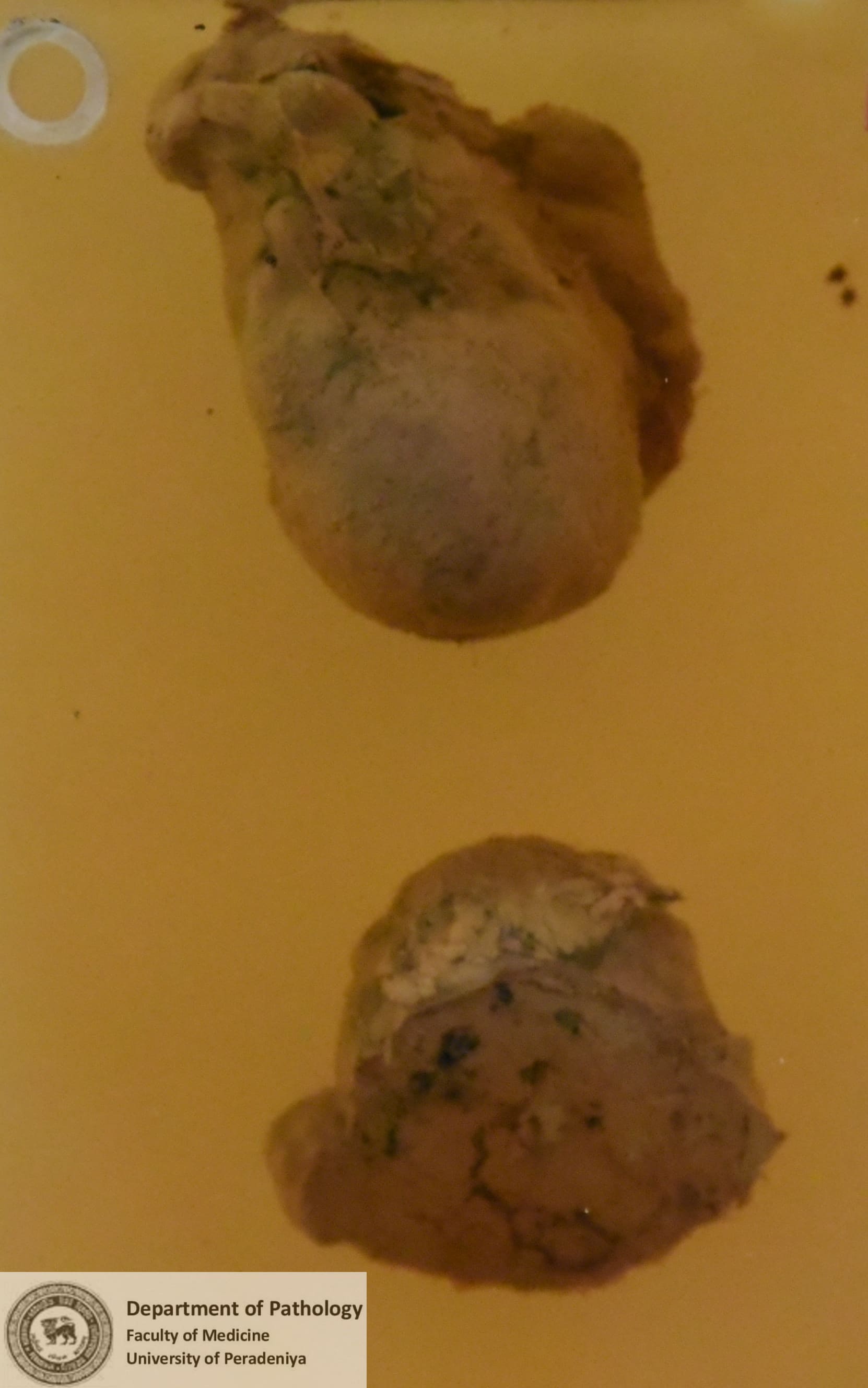 FX.4