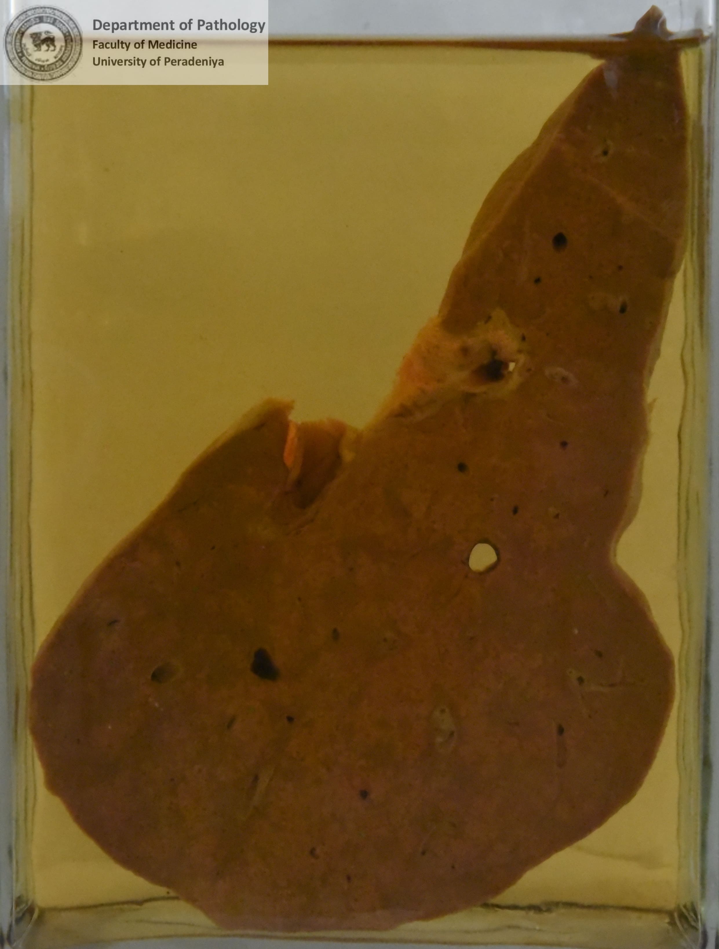 FX.7