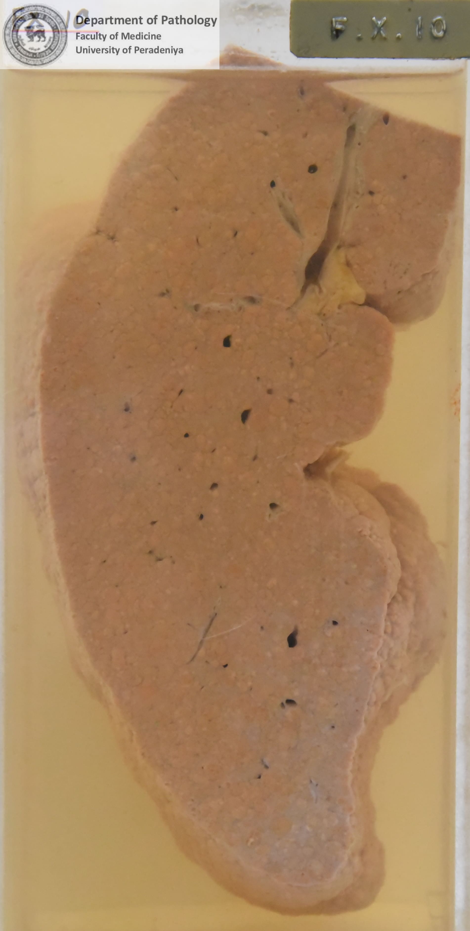 FX.10