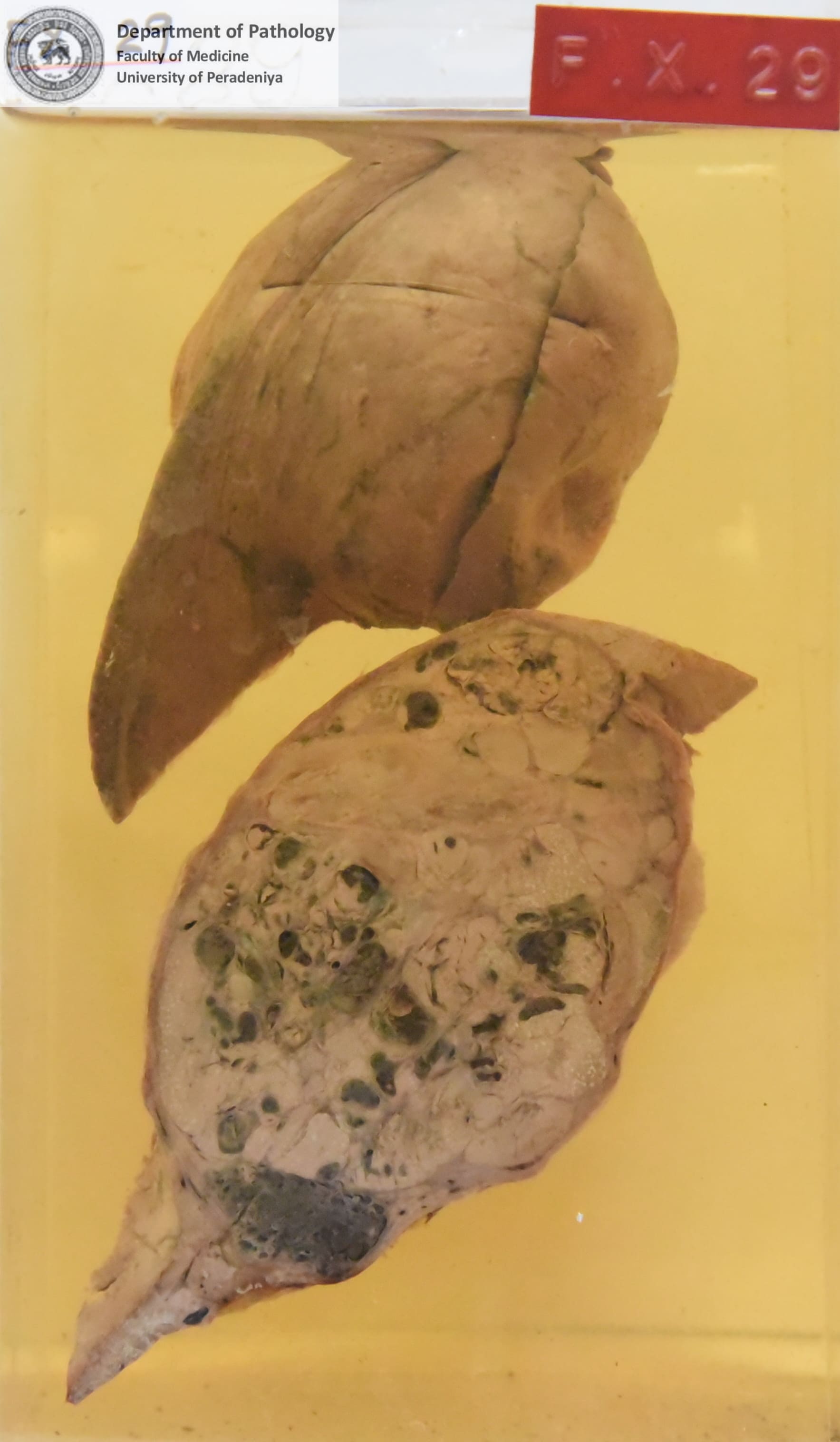 FX.29