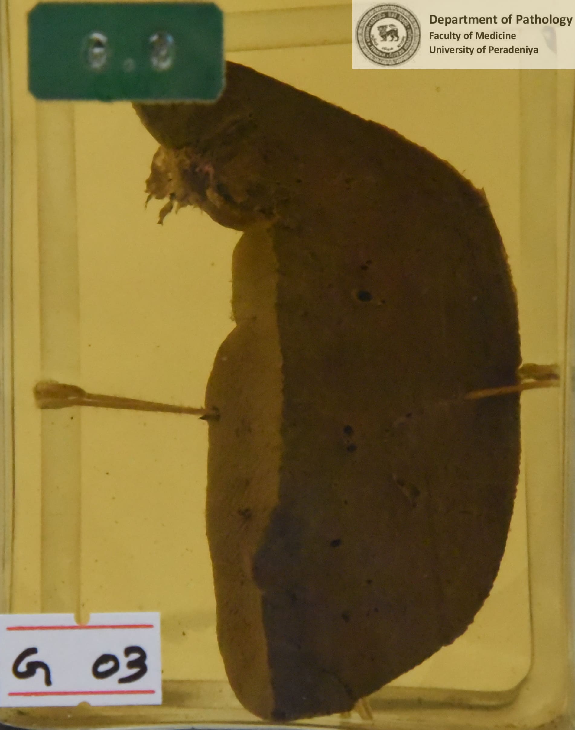 G.3