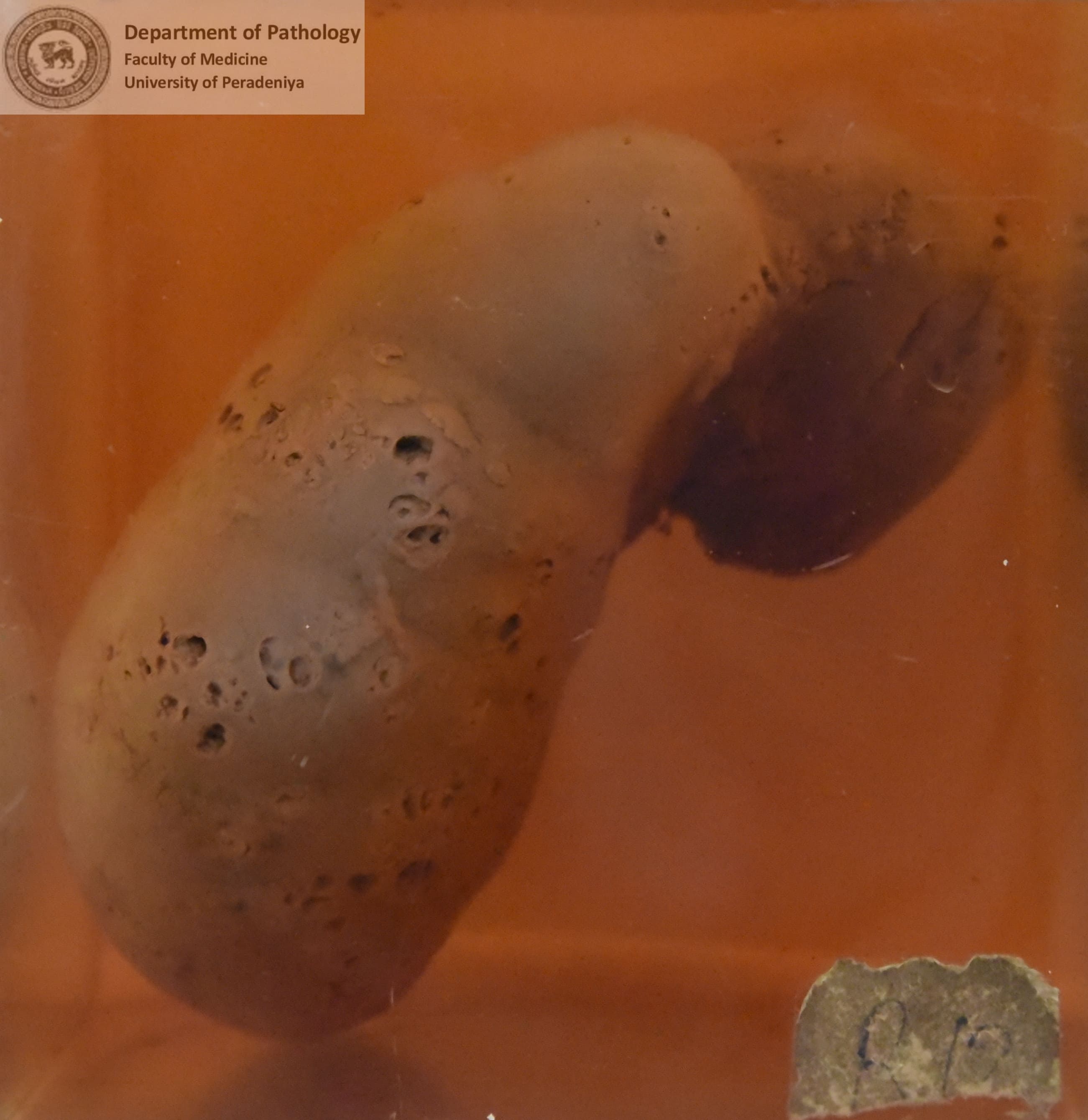 H.67