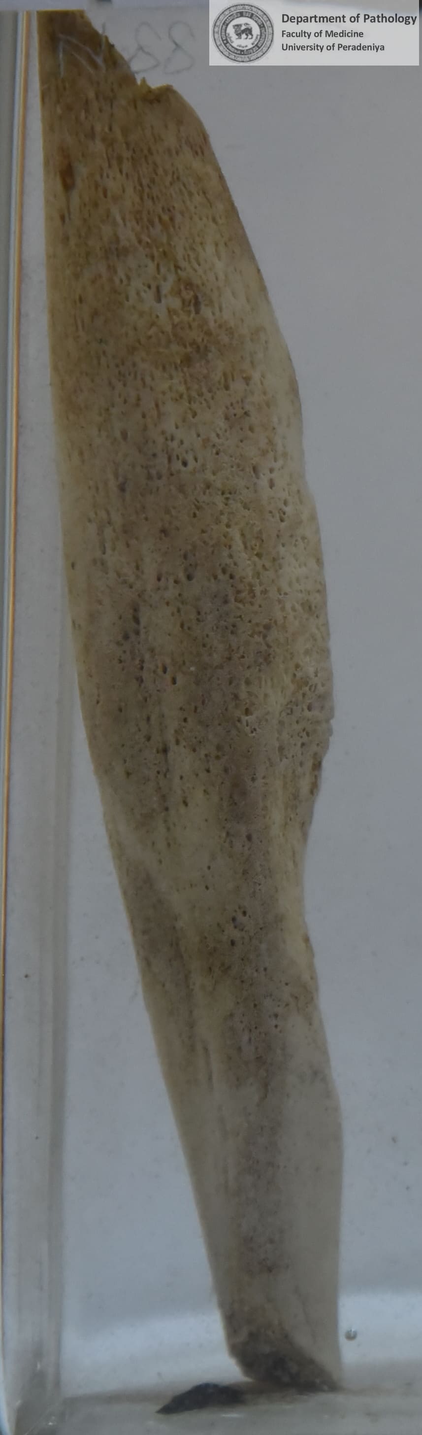 N.88