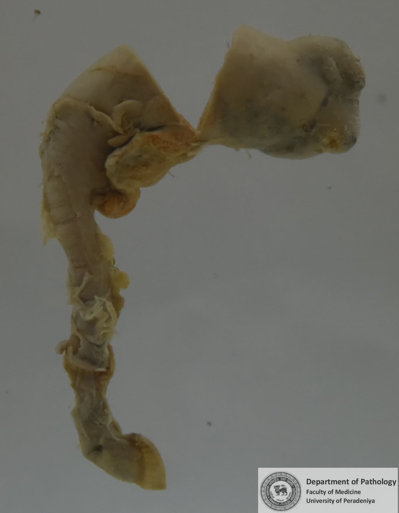 Q.40